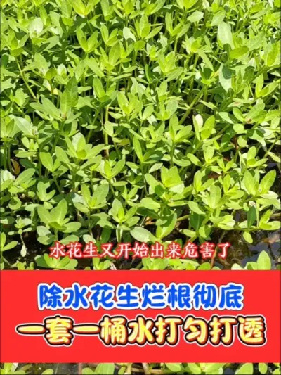 水花生烂根死叶除彻底 一套一桶水打匀打透，水花生，节节草，葎草，刺儿菜，香附子，莎草死根烂根彻底#除草剂 #除草 #除草剂配方 #农资肥料 #抖音助农