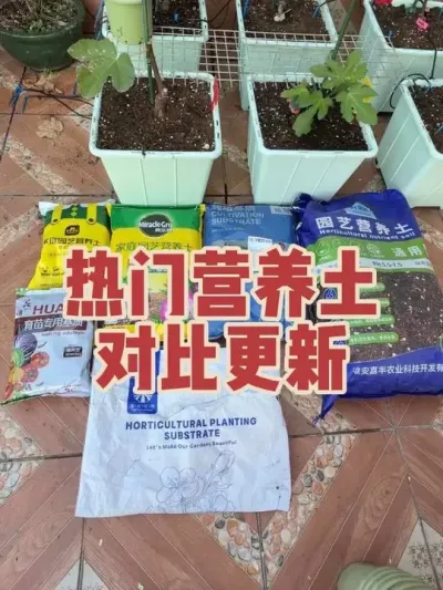 热门营养土种草莓长势对比更新，目前哪些长得最好？#种草莓 #营养土 #盆栽草莓