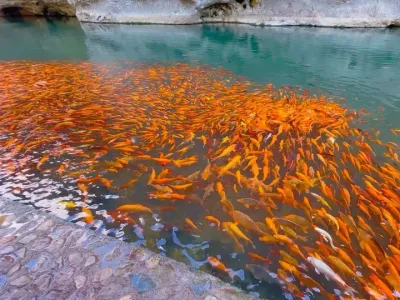 赠你一池锦鲤 予你遇佳人.#锦鲤