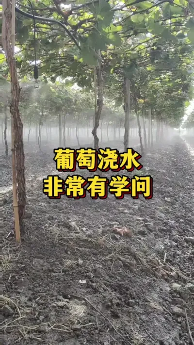 葡萄浇水，非常有学问#农业种植 #三农 #果树种植
