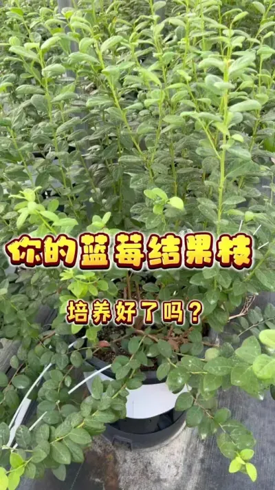 你的蓝莓结果枝培养好了吗？在这时候需要特别注意的一点#盆栽蓝莓 #家庭种植 #种植小技巧 #贝子的盆栽小果园#内容启发搜索