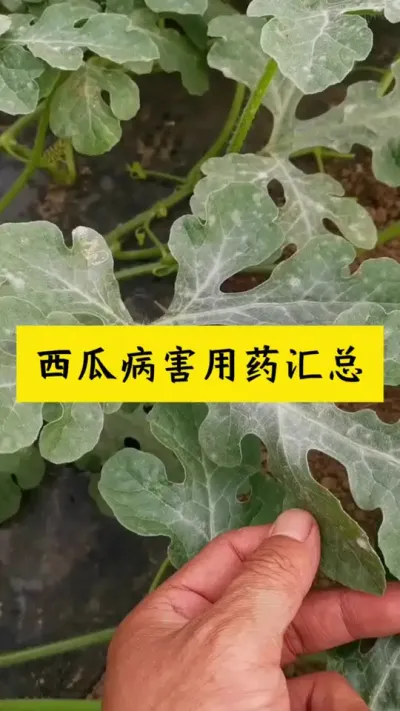 #西瓜种植#种西瓜#西瓜病害#西瓜管理#西瓜种植技术