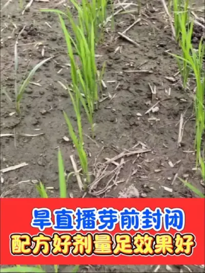 旱直播水稻芽前封闭天花板 旱直播水稻播种盖籽，上水后，畦面无水时喷施#水稻 #水稻种植 #水稻除草剂 #农资肥料 #农业种植
