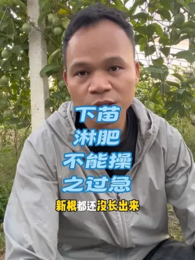 新苗下地种植不能操之过急的去淋肥#苗木种植 #种植小技巧 #种植技术 #种植施肥 #种植用肥