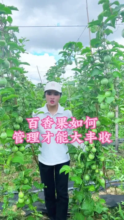 种植百香果怎么样管理才能大丰收！#乡村守护人 #三农 #我的乡村生活 #抖音助农 #黄金百香果 @抖音小助手 @DOU+小助手