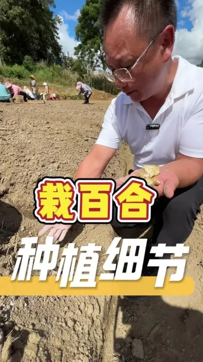 现场参观百合种植基地，这几个栽种细节很重要。#百合种植#农业技术推广#农业种植#农业服务