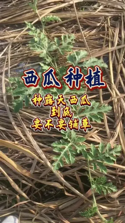 #西瓜种植 #增产增收才是硬道理 #农业技术推广 #生根壮苗 #施肥