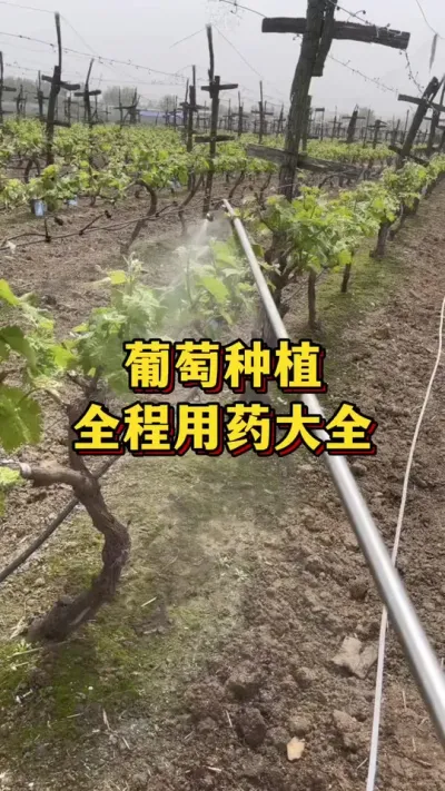 葡萄种植，全年用药大全#农业种植 #三农 #农业种植