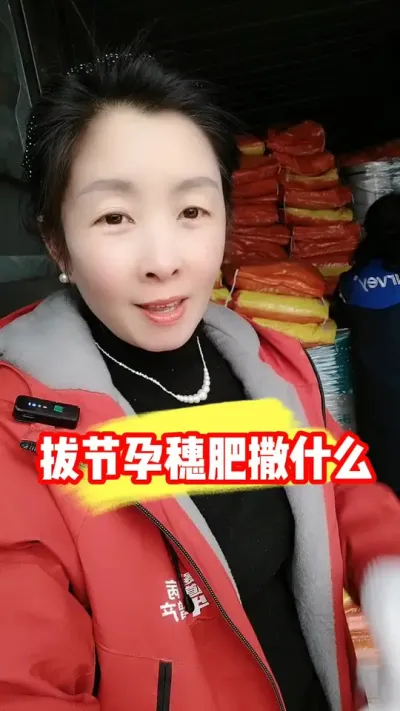 正确撒施拔节孕穗肥，增产抗倒产量高#小麦拔节孕穗肥 #小麦种植 #小麦种植管理技术 #农业种植 #吴平农资