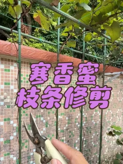 寒香蜜底部叶片和侧枝修剪，提前把架面下方的枝条剪掉，避免冬剪时伤口过多，减少伤流发生。#寒香蜜葡萄#葡萄修剪