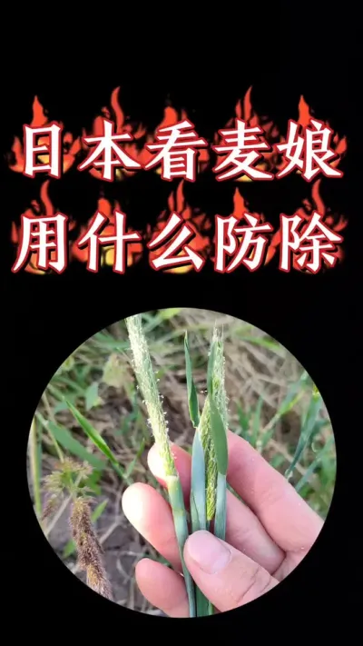 小麦田杂草日本看麦娘正确识别及防除#三农种植 #小麦 #农资肥料 #小麦种植 #小麦除草剂