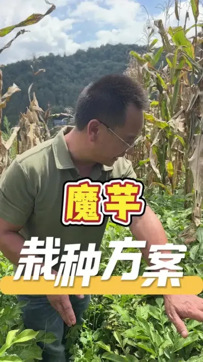 小众但是经济价值又高的作物&mdash;&mdash;就是魔芋了。#魔芋种植#农业技术推广#农业服务#三农