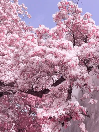 不要犹豫 请立马艾特世界上最漂亮的女孩子来看花.#花