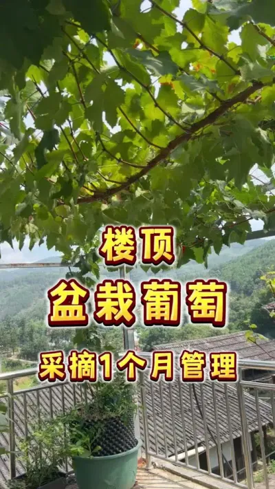 楼顶盆栽葡萄摘果后一个月，今天要做这些事情，为明年的开花结果保驾护航#盆栽葡萄#葡萄 #楼顶果园 #家庭种植