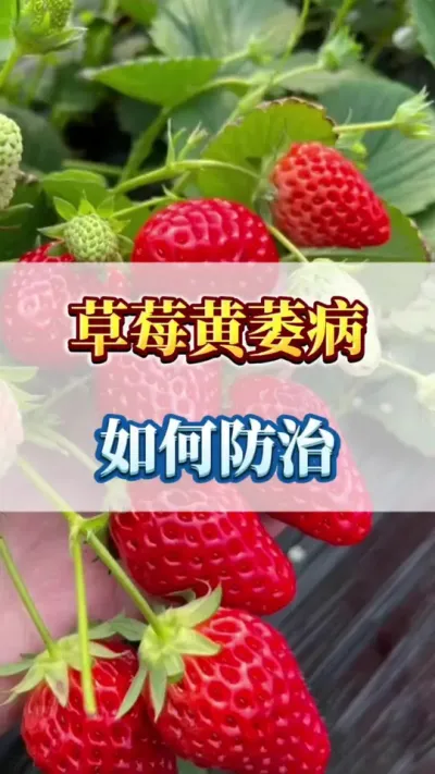 草莓黄萎病，如何防治#草莓种植户 #草莓苗子