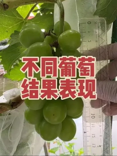 今年不同品种葡萄结果表现，有你喜欢的品种吗？#盆栽葡萄#葡萄种植