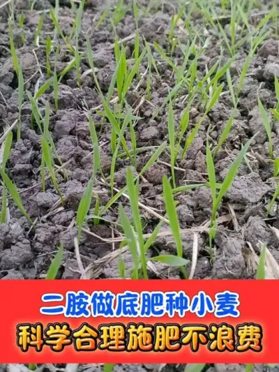 小麦底肥用二胺 合理科学施肥#小麦种植 #小麦底肥 #小麦 #农资肥料