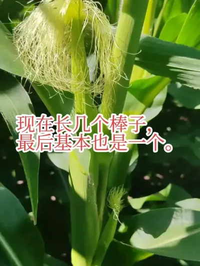 #来抖音学农技#多穗 #种草激励计划 现在长几个穗基本都留不下，最后还是剩一个，除非缺苗短空或者地头。剩下的都一个。