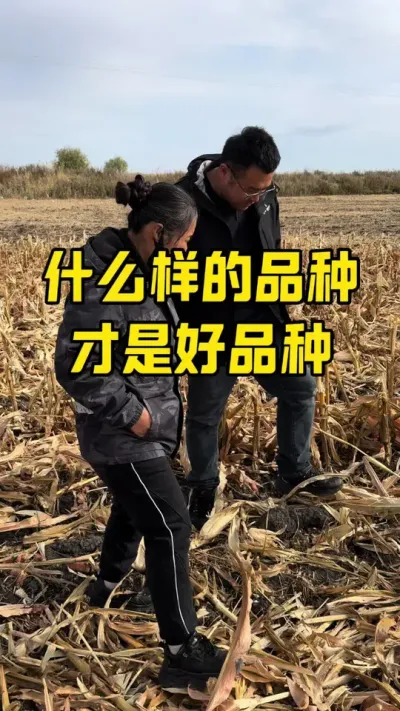种植户访谈 什么样的品种才是好品种#抖音新农人 #农技知识 #玉米品种