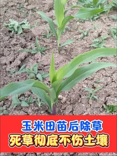 玉米苗后除草剂 只除草不伤苗，连封带杀，干净一整季#玉米除草剂 #玉米种植 #玉米除草 #农资肥料 #农业种植