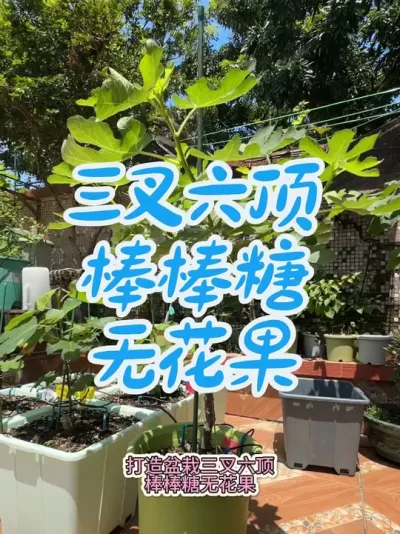 打造三叉六顶棒棒糖造型盆栽无花果。#盆栽无花果#波姬红