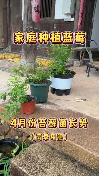 4月份种的那批苔藓苗，换没换盆差别真的很大#盆栽蓝莓#蓝莓#家庭种植 #内容启发搜索 #蓝莓养护