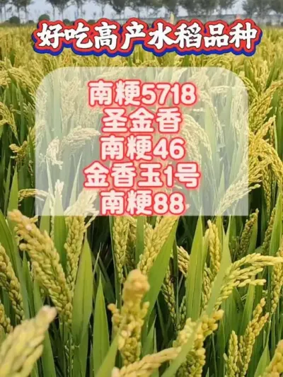 这些水稻品种您吃过哪一种？#水稻种植 #水稻品种 #高产水稻 #好吃水稻 #抖音助农