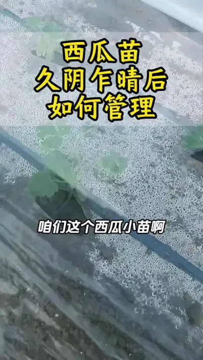 西瓜管理 #西瓜管理#西瓜种植#大棚西瓜种植技术 #西瓜种植技术