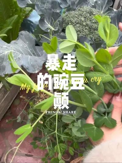 我惊呆了这次不止小白菜暴走了，豌豆颠也像是被谁下了gu似的😅尽情摘菜的快乐你们谁懂啊！#阳台种菜 #豌豆尖 #楼顶菜园 #种植小技巧 #关注我一起学种菜