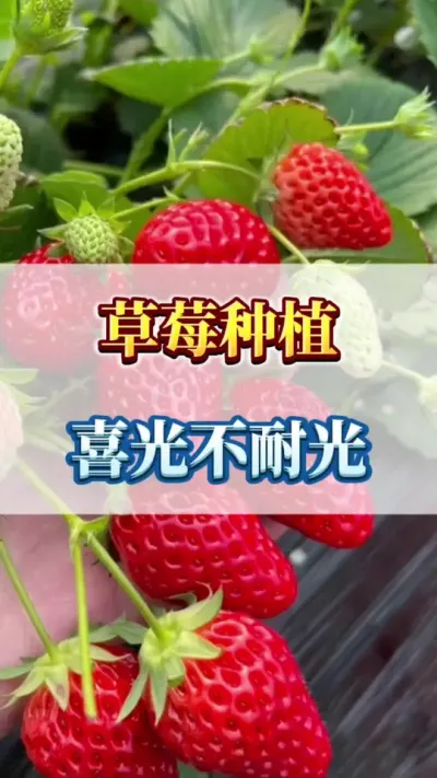 草莓种植，喜光不耐光#农业种植 #三农 #新鲜采摘