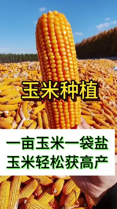 一亩玉米一袋盐玉米轻松获高产#玉米种植#玉米管理#玉米高产