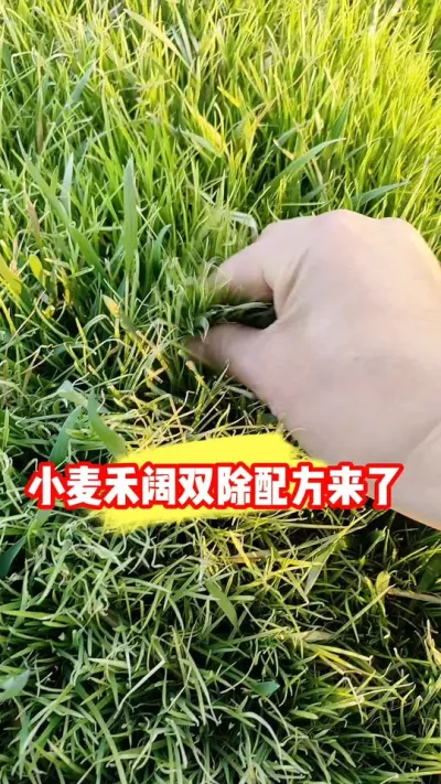 小麦田禾阔双除配方分享#小麦除草剂 #小麦除草 #小麦种植 #小麦管理 #吴平农资