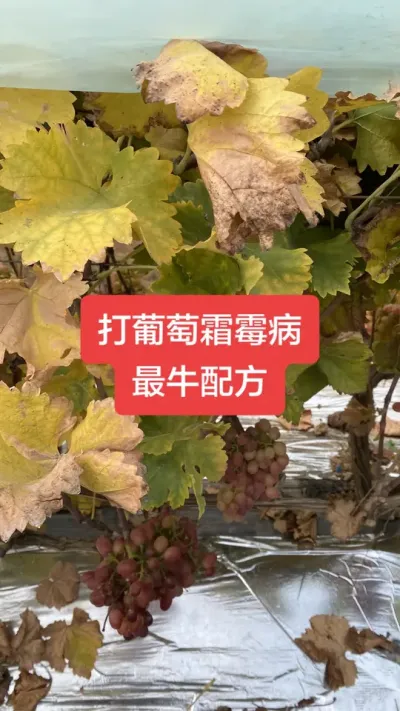 打葡萄霜霉病最牛配方#葡萄霜霉病#葡萄种植#葡萄病害
