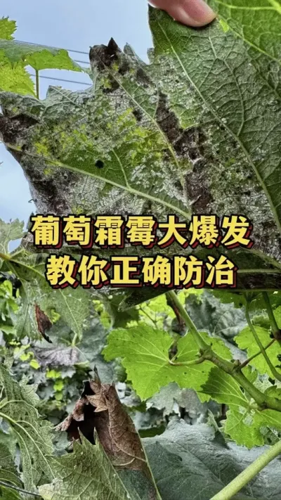 葡萄霜霉大爆发，教你正确防治#农作物种植 #葡萄种植