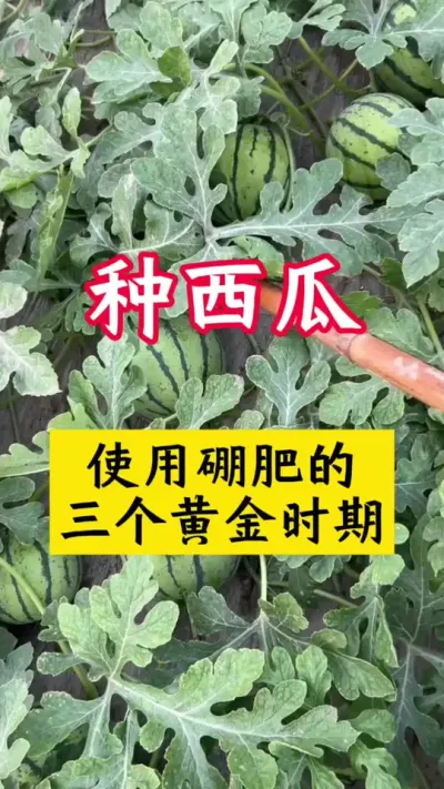 #西瓜种植 #西瓜种植技术#种西瓜#大棚西瓜 #硼肥