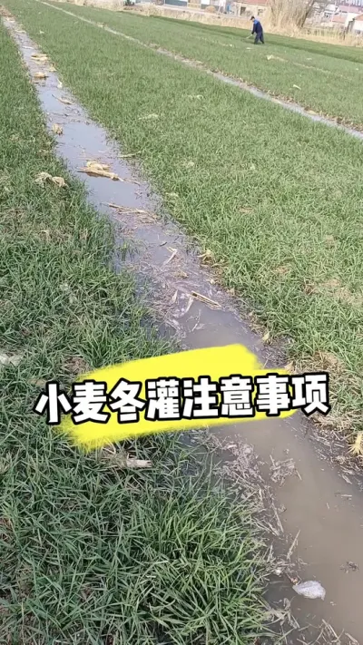 小麦冬灌需谨慎 #小麦种植 #小麦管理 #小麦 #农资肥料 #农业种植