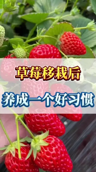 草莓移栽后，养成一个好习惯#草莓种植管理技术和方法 #草莓大棚 #草莓病虫害防治