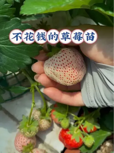 又零成本收获了好多草莓苗🍓又到了种草莓的季节啦！#阳台种菜 #草莓 #草莓苗 #种植小技巧#小菜园
