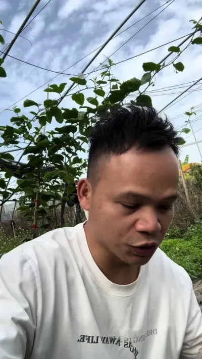 把百香果种成葡萄的管理操作#种植黄金百香果 #黄金百香果种植技术 #百香果管理 #百香果用肥 #百香果技术方案