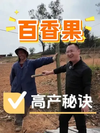 百香果的高产秘诀，看到就是赚到！#百香果 #农业种植 #种植小技巧 #种植技术 #农业技术推广
