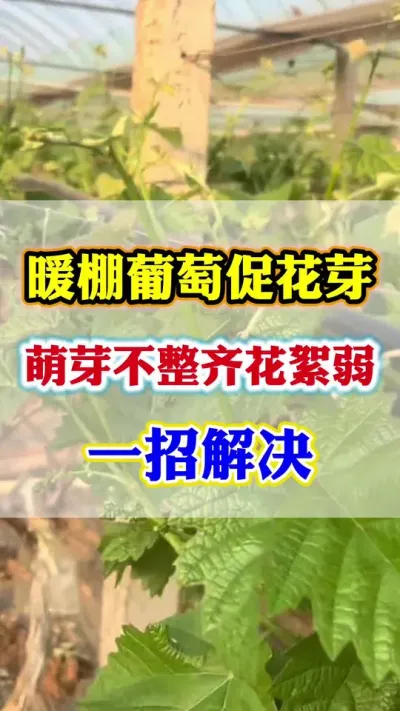 暖棚葡萄萌芽不整齐，花絮弱。一招解决#葡萄萌芽期管理 #葡萄种植#葡萄高产
