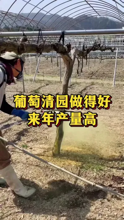 葡萄清园做的好，来年产量高#农业种植 #优质农产品 #三农