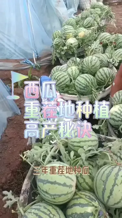 #大棚西瓜种植技术 #增产增收才是硬道理 #病虫害防治