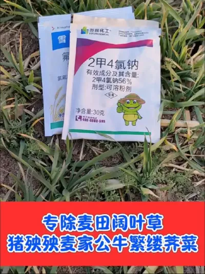 小麦田除阔叶杂草就用雪鹰组合，安全不伤小麦，死草彻底不反弹，便宜好用#农资肥料 #三农种植 #小麦 #除草剂 #小麦除草剂