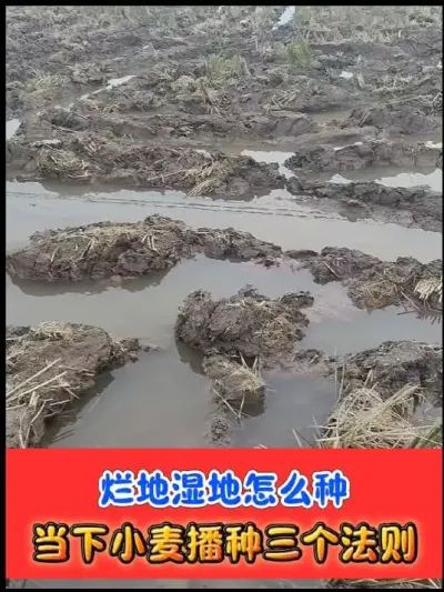 田里烂湿小麦如何播种 #小麦种植 #小麦种植管理技术 #农业种植
