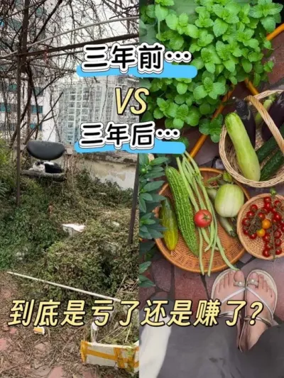 种菜基因觉醒后，到底是亏了还是赚了？硕果累累的阳台菜园太迷人了吧！#阳台种菜 #新鲜采摘 #番茄🍅 #纯天然绿色蔬菜 #天气热又能怎