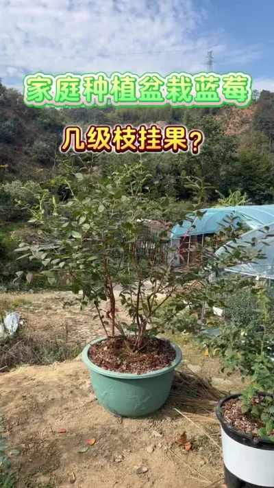 不要再问我蓝莓几级枝挂果了哟#盆栽蓝莓#蓝莓 #家庭种植 #楼顶果园 #种植小技巧