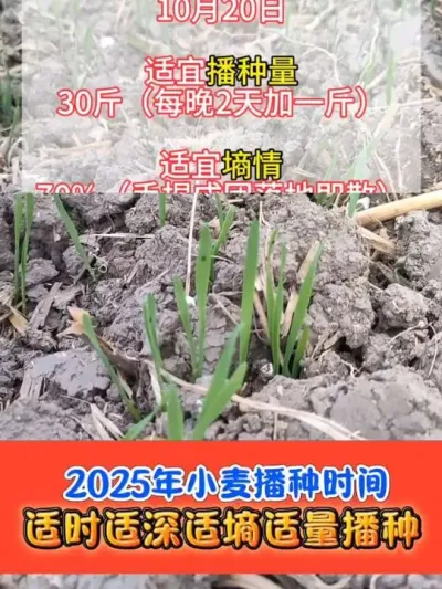 2025年小麦适宜播种时间 适时适量适深播种，确保一播全苗#小麦种植 #小麦播种 #小麦 #农资肥料