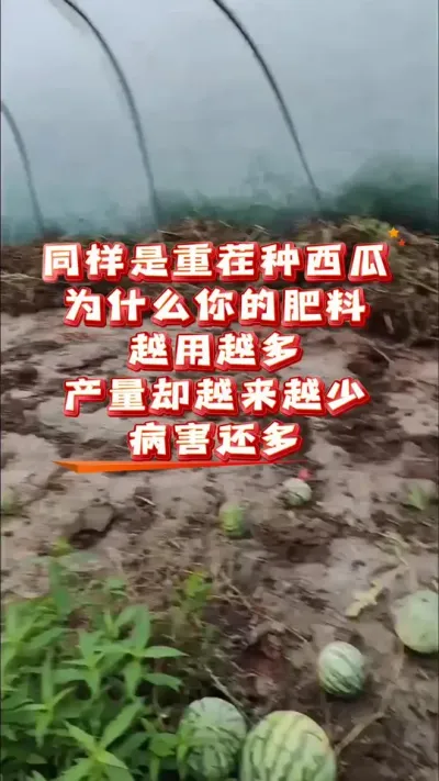#西瓜种植 #增产增收才是硬道理 #重茬 #病虫害防治
