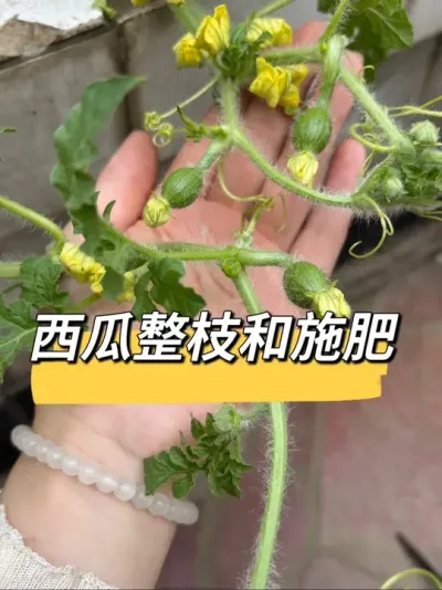 西瓜要不要打顶？怎么整蔓？如何施肥？#阳台种植 #西瓜整枝 #西瓜施肥 #种植小技巧 #阳台小菜园